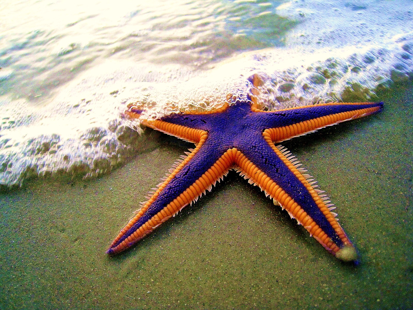 The Star Thrower
